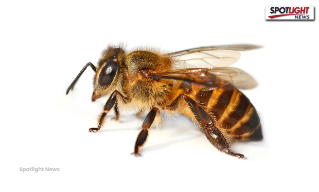 Bees image